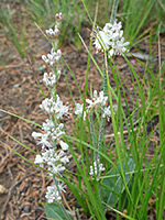 Opening flowers