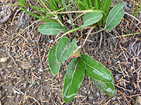 Basal leaves