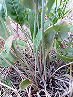 Stems and leaves