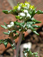 Golden Yarrow