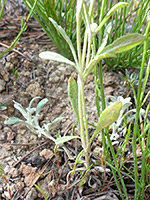 Stem and leaves