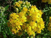 Eriophyllum staechadifolium