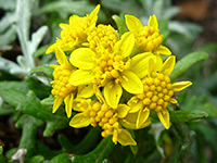 Seaside woolly sunflower