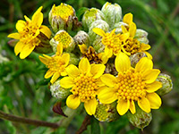 Buds and flowers