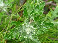 Cobwebby leaves