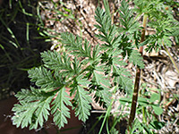 Divided green leaf