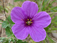 Erodium texanum