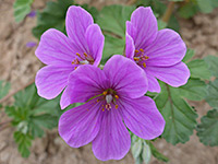 Three purple flowers