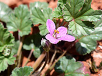 Texas stork bill