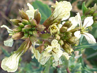 Flower clusters