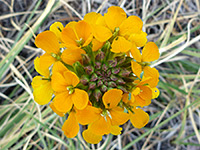 Erysimum capitatum