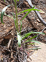 Lower stem leaves