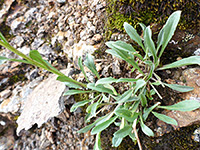 Toothed leaves