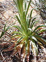 Basal leaves