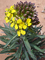 Buds and flowers