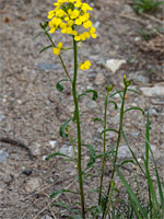 Three stems