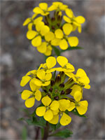 Two flower clusters