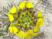 Erysimum capitatum