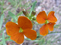 Orange flowers