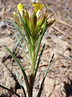 Upper stem leaves