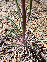 Smallflower Wallflower 