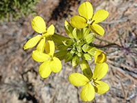 Buds and flowers