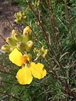 Buds and stems