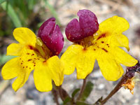 Bearded monkeyflower