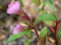 Hairy stem and leaves