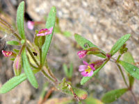 Brewer's Monkeyflower