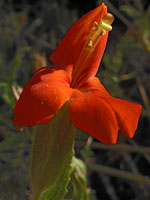 Scarlet monkeyflower