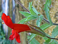 Hairy stem and calyces