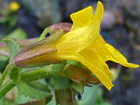 Common monkeyflower