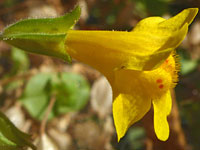Common monkeyflower