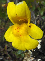 Subalpine monkey-flower