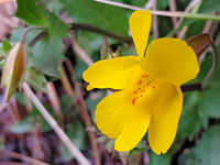 Erythranthe unimaculata