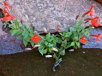 Flowers and leaves