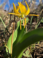 Erythronium Grandiflorum