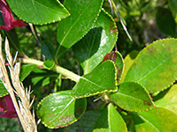 Thick, toothed leaves