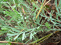 Fern-like leaves