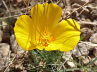 Yellow flower