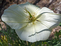 White flower