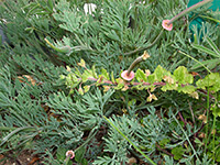 Leaves and fruit