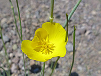 Mojave gold poppy