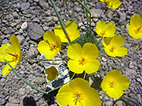 Eschscholzia glyptosperma