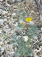 Grey-green leaves, Grey-green leaves of eschscholzia minutiflora, in Hellhole Canyon, Anza Borrego Desert State Park, California