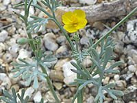 Small yellow flower, Small yellow flower of eschscholzia minutiflora, in Hellhole Canyon, Anza Borrego Desert State Park, California