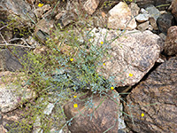 Plant on rocks