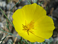 Eschscholzia parishii