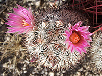 Cushion foxtail cactus